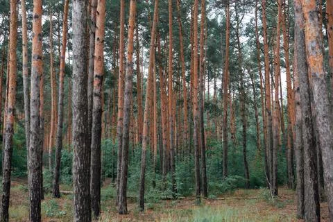 Pine forest as a backdrop, beautiful and wild nature landscape Stock Photos