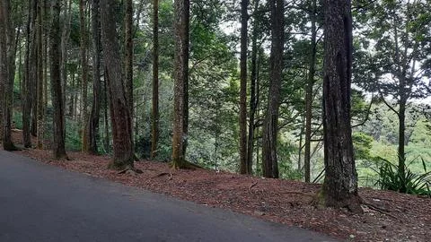 Pine forest background with asphalt road 02 Stock Photos