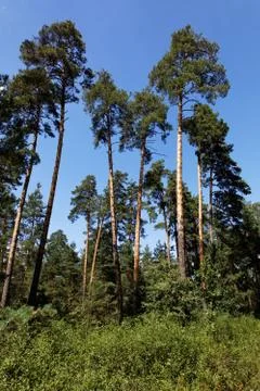 Pine forest on the background of blue sky. Stock Photos