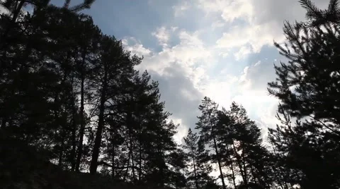 Pine forest on the background of the cloudy sky Stock Footage 5397532