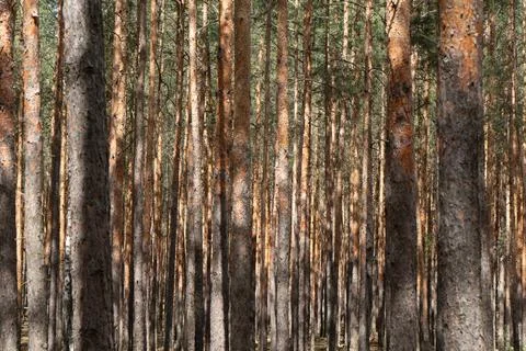 Pine forest background with dense tree trunks pattern in woodland Stock Photos
