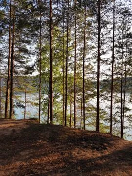 Pine forest on the background of the lake. Stock Photos