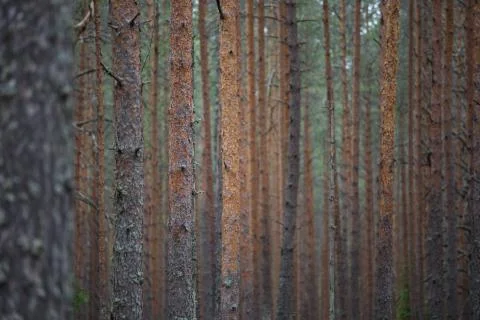 Pine forest background Stock Photos