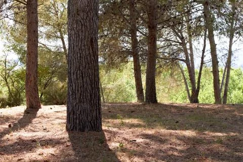 Pine forest background Stock Photos