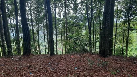 Pine forest background with scattered dry leaves 01 Stock Photos