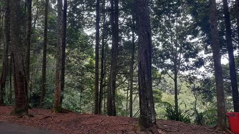Pine forest background with scattered dry leaves 02 Stock Photos