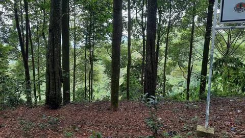 Pine forest background with scattered dry leaves 03 Stock Photos