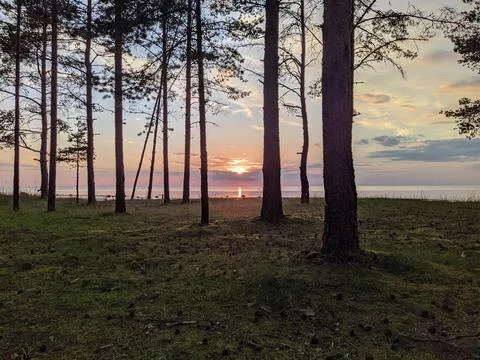 Pine forest on the background of sunset by the sea in the summer. Stock-Fotos