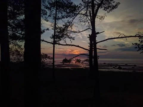 Pine forest on the background of sunset by the sea in the summer. Stock Photos