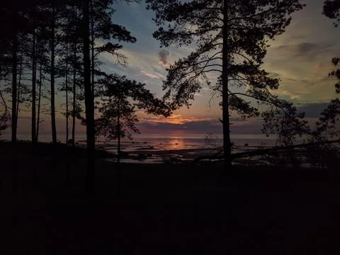 Pine forest on the background of sunset by the sea in the summer. Fotos Stock