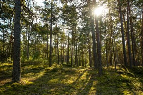 Pine Forest in the Backlight Stock Photos