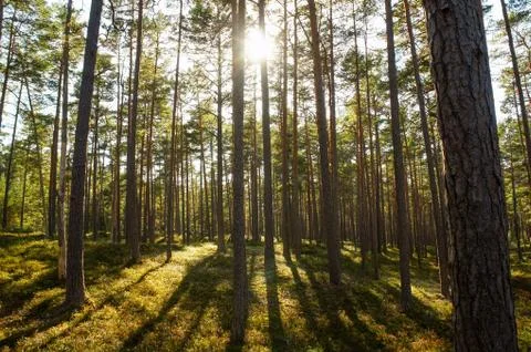 Pine Forest in the Backlight Stock Photos