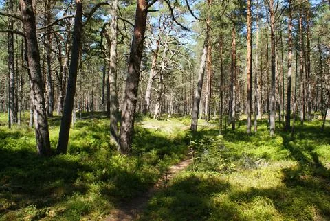 Pine forest by the Baltic Sea. Foto stock