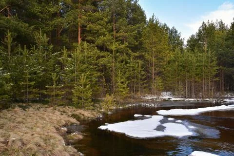 Pine forest on the banks of the river. Spring ice drift Stock Photos