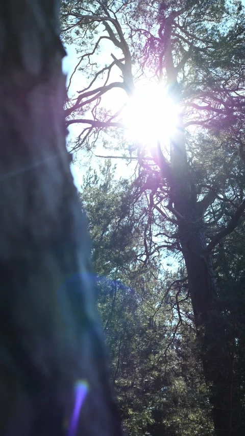 Pine forest bathed in soft sunlight, golden rays filtering through branches Stock Footage 306924500