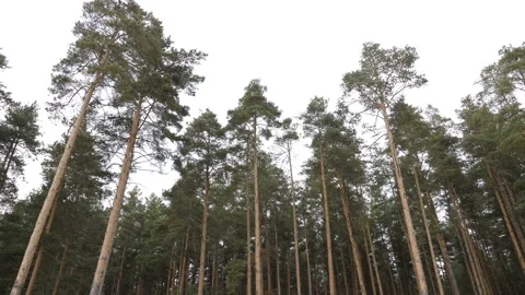 Pine forest with beautiful high pine trees against other pines with brown Stock Footage 128394496