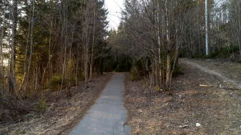 Pine forest in the beginning of spring. Forest after winter landscape. Stock Photos