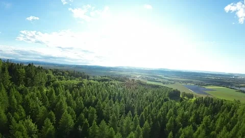 Pine forest from a bird's eye view Stock Footage 276771895