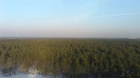 Pine forest from a bird's eye view Stock Photos