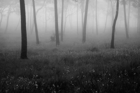 Pine forest black and white landscape Stock Photos