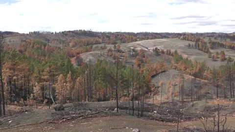 Pine Forest Black HIlls Burned Dead Trees Brown Needles Fire Post-fire Scorched Stock Footage 132876549
