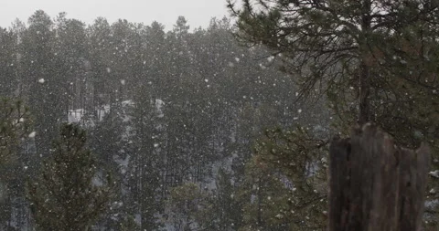 Pine Forest in Black Hills in Winter Snow with Flakes Falling in Slow Motion Stock Footage 149437995