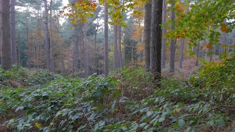 Pine forest with blackberry bushes, tracking shot to the left Stock Footage 93214604