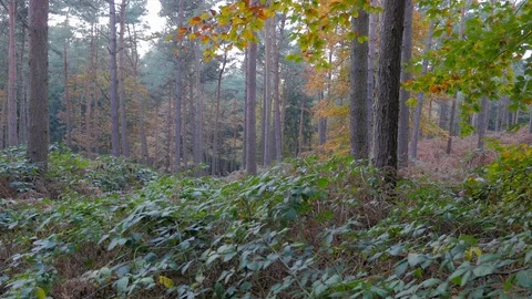 Pine forest with blackberry bushes, tracking shot to the right 스톡 동영상 93215156