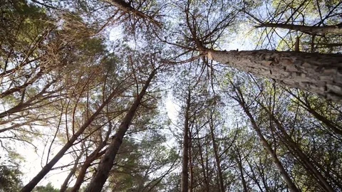 Pine forest blowing in the wind Stock Footage 69085912