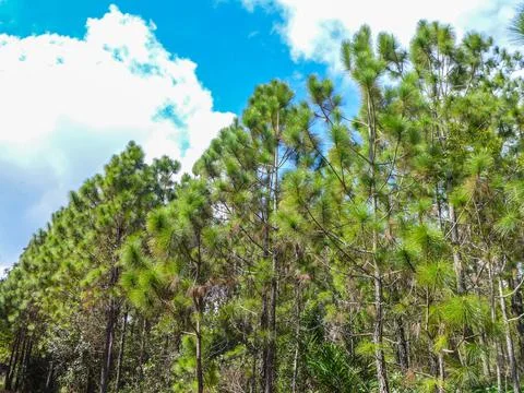 Pine forest on blue sky background Stock Photos