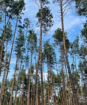 Pine Forest Blue Sky Nature Woodland of Tall Trees Stock Photos
