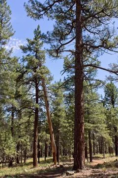 A pine forest with a blue sky. Stock Photos