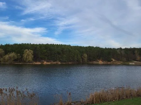 Pine Forest Bordering a Large Calm Lake Stock Photos