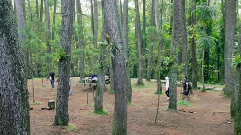 In a pine forest botanical park Stock Footage 280997565