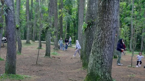 In a pine forest botanical park Stock Footage 281038047