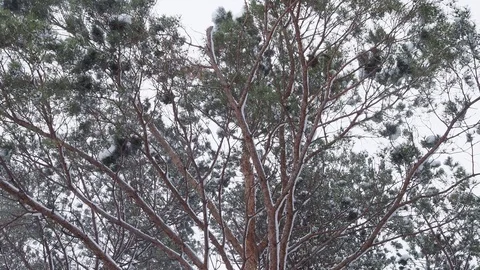 Pine forest. Bottom view Stock Footage 104151904