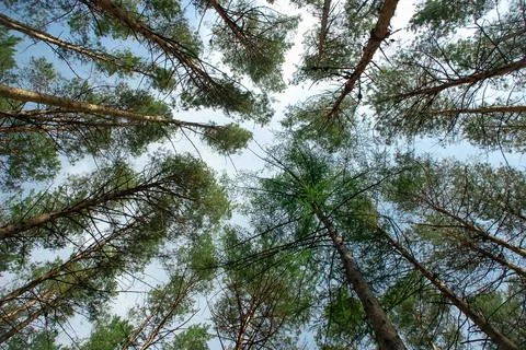 Pine forest bottom view to the sky Stock Photos