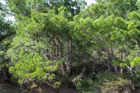 A pine forest with branches covered with bright green needles. 스톡 사진