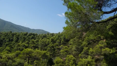 Pine forest with branches moved by the wind on mountain in Evia, Greece 库存影片 116817079