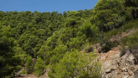 Pine forest with branches moved by the wind on mountain in Evia, Greece 库存影片 116818427