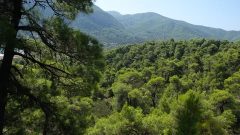 Pine forest with branches moved by the wind on mountain in Evia, Greece 库存影片 116818985