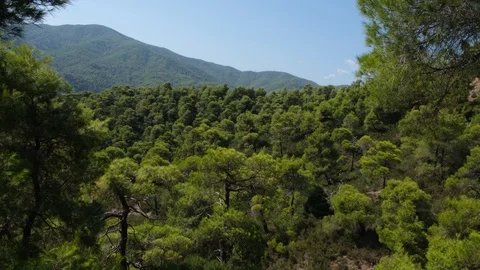 Pine forest with branches moved by the wind on mountain in Evia, Greece Stock Footage