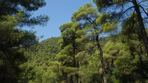 Pine forest with branches moved by the wind on mountain in Evia, Greece 库存影片 116829878