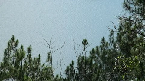 Pine forest with calm, bokeh wavy water in the background Video stock 270698826