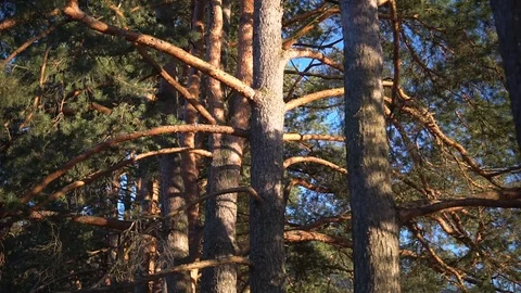 Pine forest camera moving forward, sunset shining, close up shot Stock Footage 89618776