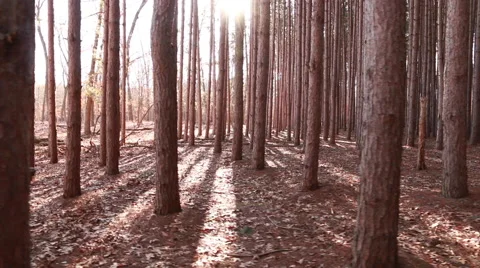 Pine Forest camera moving left to right Stock Footage 48907191