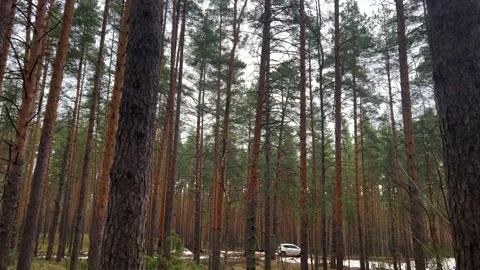 Pine forest.The camera is moving slowly.A white car stands in the distance Stock Footage 271587021