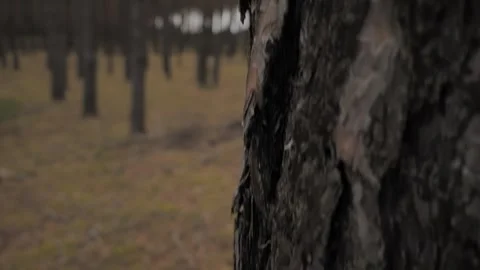Pine Forest Camera Pan Across Tall Trunks and Needle-Covered Floor Stock Footage 343131823