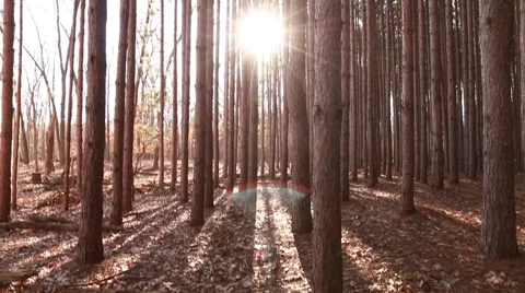 Pine Forest Camera Panning Down towards Sun Stock Footage 48907330