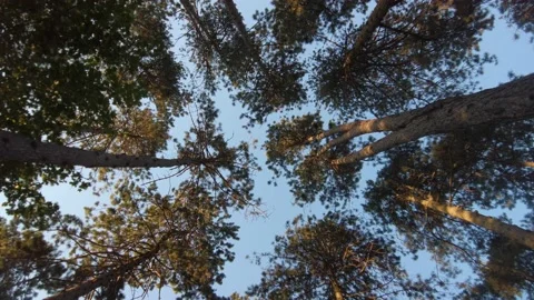 Pine Forest. Camera rotation movement. Circular view from below. Video stock 137592832